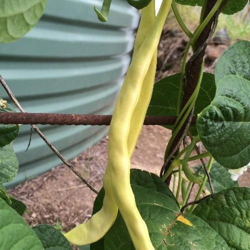 BEAN CLIMBING 'Marie Vining' seeds