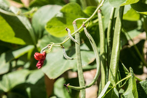BEAN 'Scarlet Runner' 7 year Bean seeds