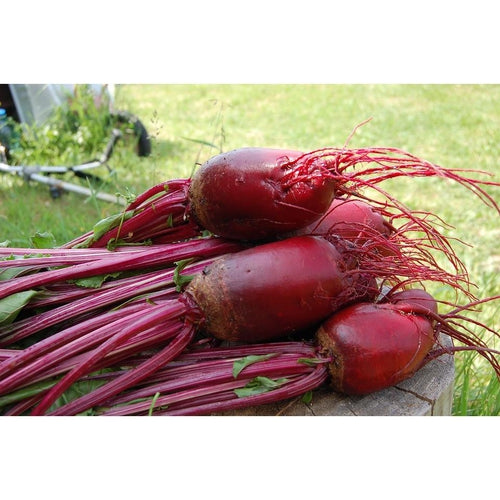 BEETROOT 'Cylindra' seeds