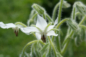 BORAGE - White Flowered seeds