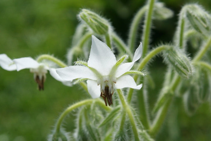 BORAGE - White Flowered seeds