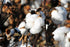 COTTON seeds