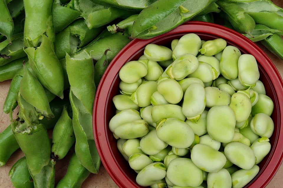 BROAD BEAN 'Coles Dwarf' seeds Boondie Seeds