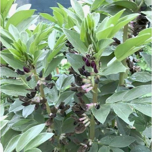 BROAD BEAN 'Black Flowered' *RARE* - Boondie Seeds