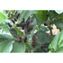 BROAD BEAN 'Black Flowered' *RARE* - Boondie Seeds