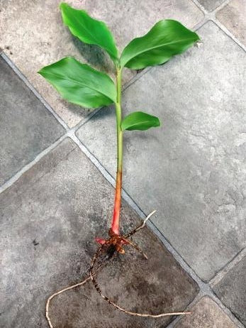 insulin plant seeds Cardamom Leaf Ginger – Boondie Seeds