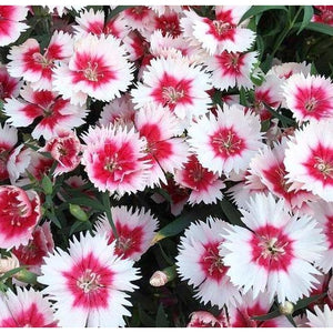Sweet William / Dianthus / Pinks 'Mixed' - Boondie Seeds