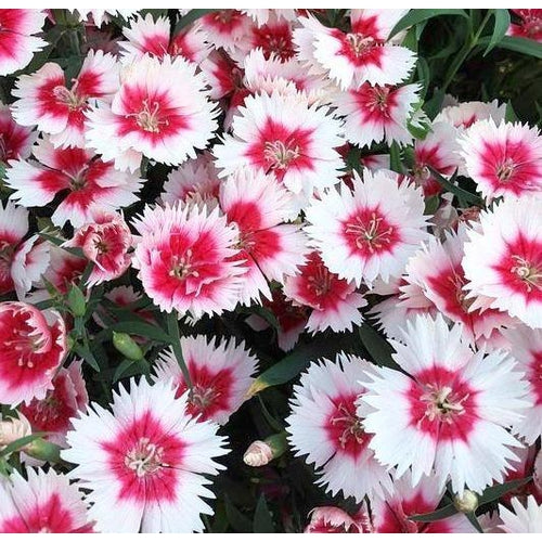 Dianthus / Pinks 'Single Mixed' seeds