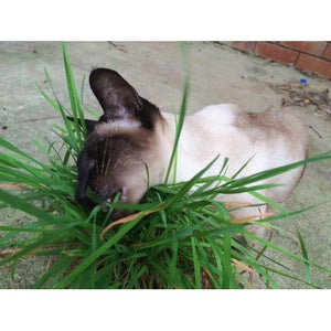CATGRASS  - Dactylis glomerata / Cat Grass - Boondie Seeds