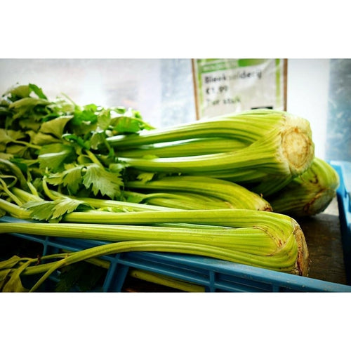 CELERY 'Sprouting Green' - Boondie Seeds