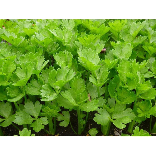 CELERY 'Sprouting Green' - Boondie Seeds