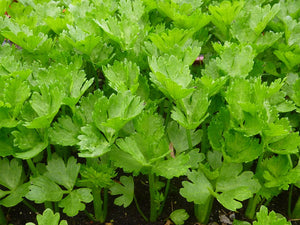 CHINESE CELERY / Cutting Celery 'Amsterdam' seeds