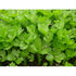 CELERY 'Sprouting Green' - Boondie Seeds