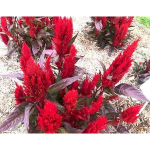 CELOSIA 'Forest Fire' / Cockscomb - Boondie Seeds