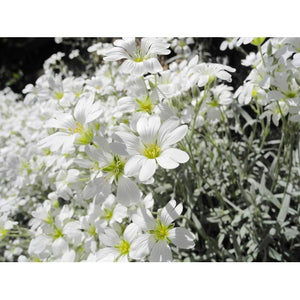 SNOW IN SUMMER 'Silver Carpet' / Cerastium tomentosum seeds