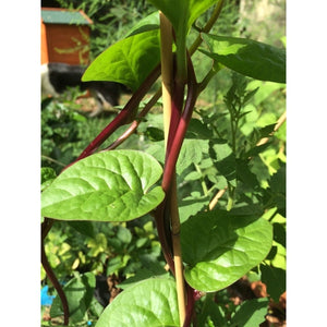 SPINACH 'Red Ceylon' / Climbing Spinach / Malabar Spinach - Boondie Seeds