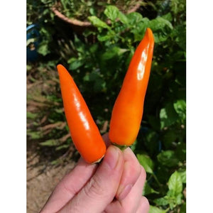 CHILLI 'Bulgarian Carrot' - Boondie Seeds