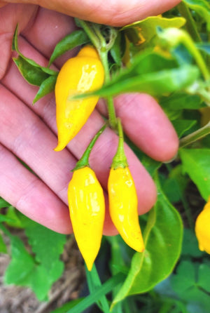 CHILLI 'Aji Lemon' Organic seeds
