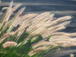CHINESE FOUNTAIN GRASS / SWAMP FOXTAIL seeds Pennisetum alopecuroides