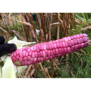 CORN 'Morado Potolero Pink' - Boondie Seeds