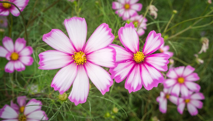 COSMOS 'Candy Stripe' seeds
