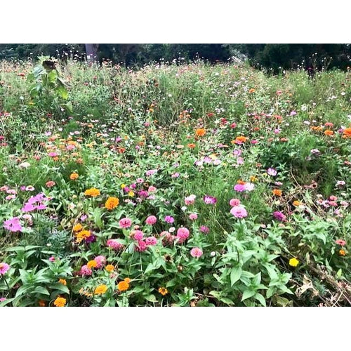 cottage garden seeds australia COTTAGE GARDEN MIX