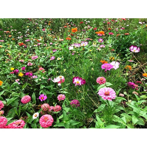 cottage garden seeds australia COTTAGE GARDEN MIX