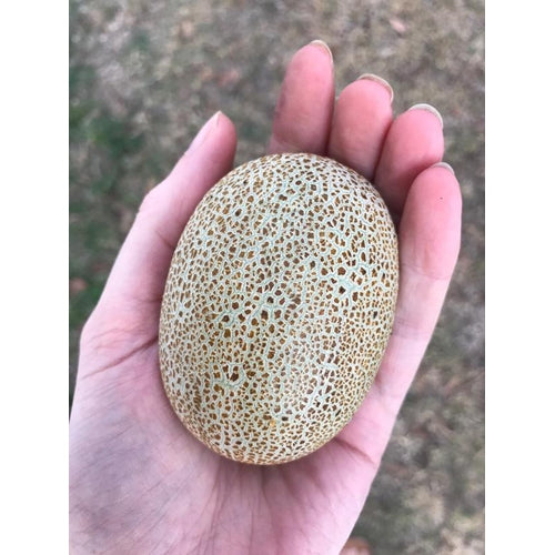 CUCUMBER 'Little Potato' - Boondie Seeds