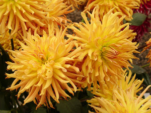 DAHLIA 'Cactus Flowered Mix' seeds