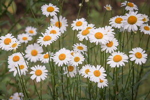 CHRYSANTHEMUM DAISY / Ox-eyed Daisy 'May Queen' seeds