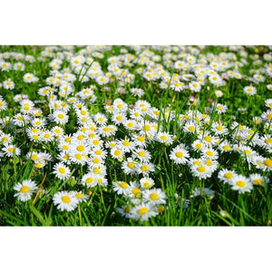 CHRYSANTHEMUM DAISY / Creeping Daisy 'Pure White' - Boondie Seeds