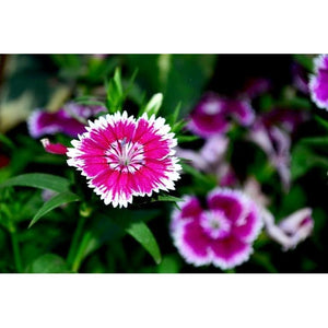 Sweet William / Dianthus / Pinks 'Mixed' - Boondie Seeds
