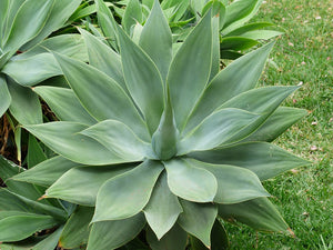AGAVE 'Foxtail' / AGAVE ATTENUATA seeds