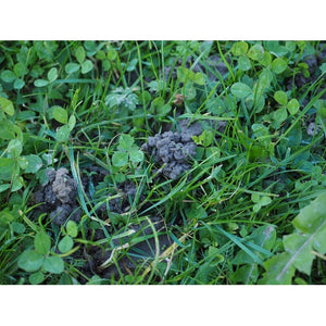 COCKTAIL COVER CROP / Earthworm Blend / Green Manure - Boondie Seeds