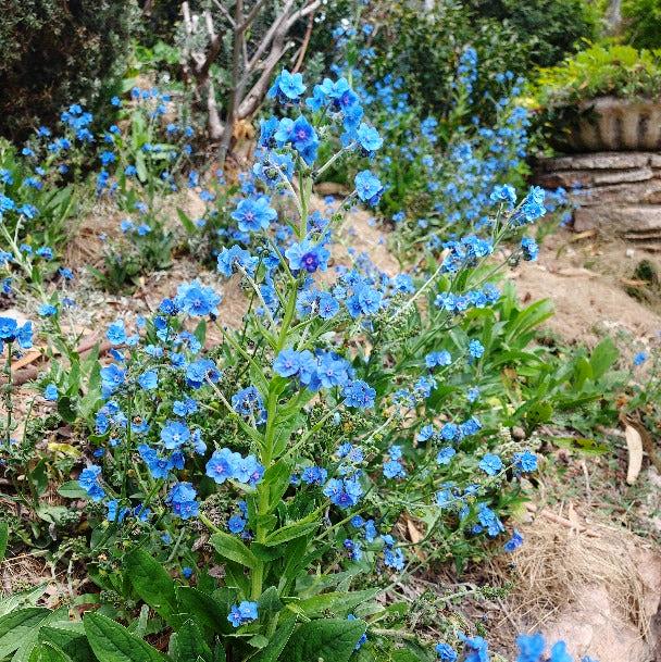 FORGET ME NOT 'Firmament Blue' / Large flowered Forget me not seeds