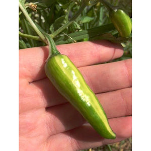 CHILLI 'Fish Pepper' - Boondie Seeds