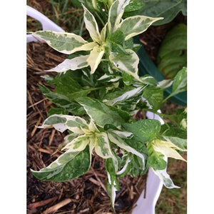CHILLI 'Fish Pepper' - Boondie Seeds
