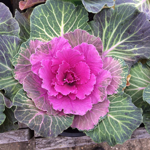 FLOWERING CABBAGE 'Ornamental Mix' seeds