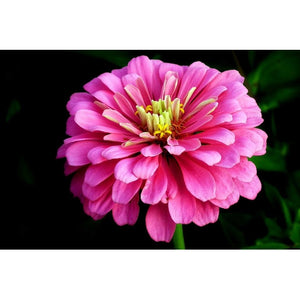 ZINNIA 'Luminosa Bright Pink' - Boondie Seeds