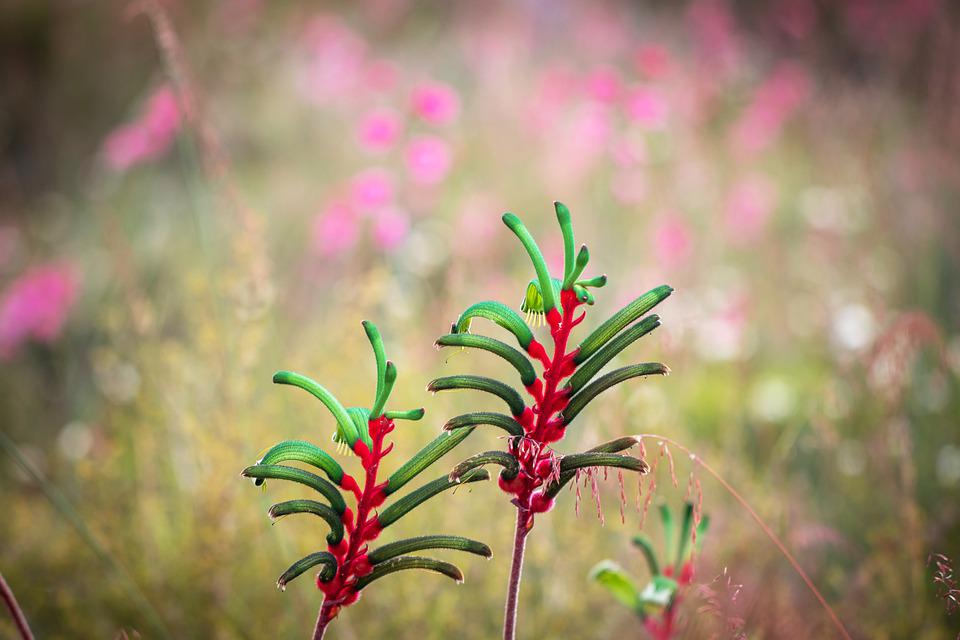 Semillas Anigozanthos Manglesii (pata De Canguro) – 50 Unidades, Colores Rojo/verde – Envío Internacional Incluido