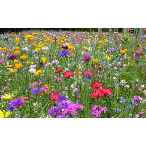 cottage garden seeds australia COTTAGE GARDEN MIX