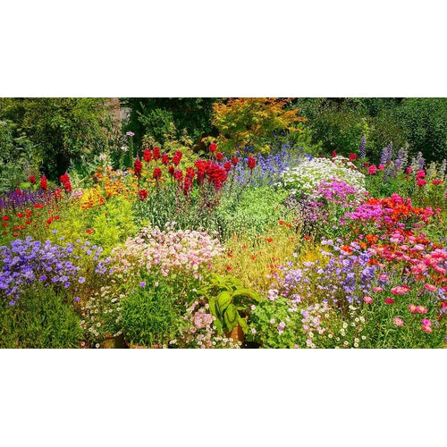 bulk wildflower seeds australia COTTAGE GARDEN SEED MIX