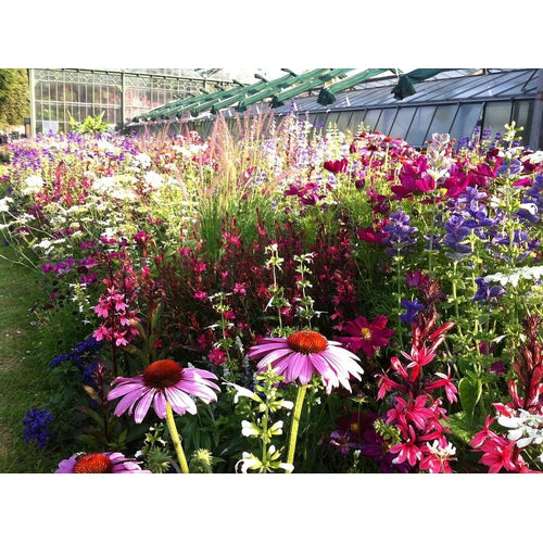 cottage flower seeds COTTAGE GARDEN MIX