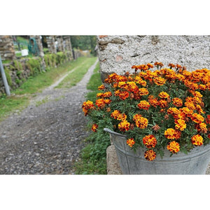FRENCH MARIGOLD 'Sparky Mixed' - Boondie Seeds