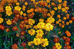 FRENCH MARIGOLD 'Petite Mixed' seeds