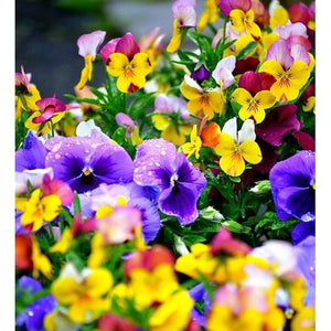 PANSY 'Bambini Mixed' - Boondie Seeds