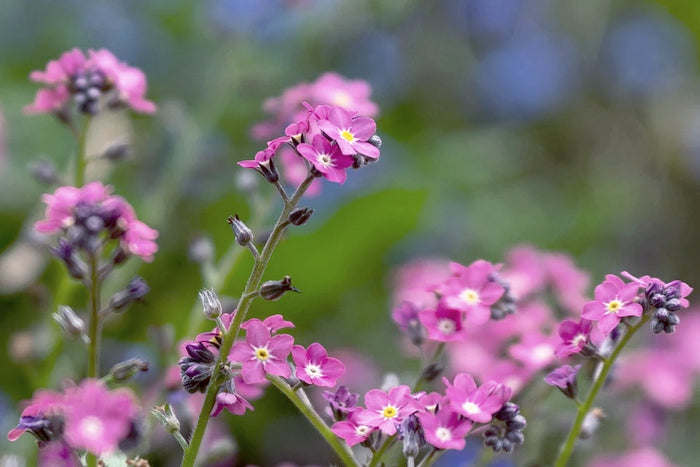 FORGET ME NOT 'Chinese Firmament Pink' / Large flowered Forget me not seeds