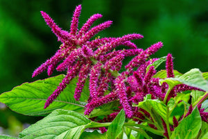 AMARANTH 'Pygmy Torch' / Foxtail amaranth / Tassel Flower seeds