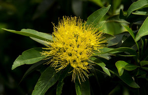 GOLDEN PENDA / Xanthostemon chrysanthus *AUSTRALIAN NATIVE* seeds