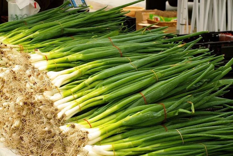 SHALLOT / BUNCHING ONION 'Evergreen Bunching' seeds Boondie Seeds
